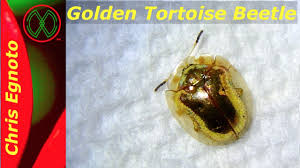 We did not find results for: Golden Tortoise Beetle A Walking Jewel Youtube
