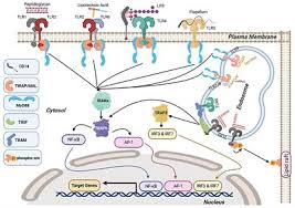 Fan zhendong/wang chuqin vs liang jingkun/sun wen | semifinal 2021 chinese trials (2nd leg). Frontiers When Innate Immunity Meets Angiogenesis The Role Of Toll Like Receptors In Endothelial Cells And Pulmonary Hypertension Medicine