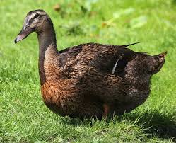 Female Rouen Duck Rouen Duck Duck Breeds Duck
