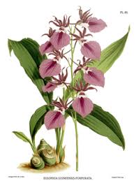 Image result for Eulophia coeloglossa