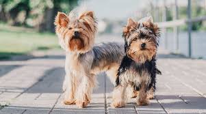 When you consider that other dog breeds live shorter lives than yorkies, up to 15 years isn't that bad. Yorkshire Terrier 101 Yorkie Breed Information Traits Temperament