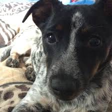Die nachbarn werden dir ebenfalls danken, wenn das bellen weniger wird. Hund Bellt Standig Knabbert Nervig Ungehorsam Hilfe Jack Russell