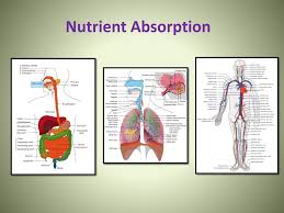 PPT - Nutrient Absorption PowerPoint Presentation, free download -  ID:3063950