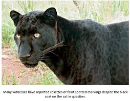 Let us help you find your own piece of the most desired land in texas. Texas Cryptid Hunter The Latest Black Panther Sightings From Texas