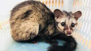 Civet cat — noun date: Gurgaon Asian Civet Cat Rescued Undergoing Treatment Hindustan Times