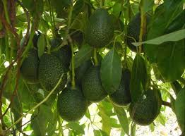 O toprağa hangi fidan çeşidi uygunsa, o çeşit dikilir. Avokado Agaci Ne Zaman Meyve Verir Cicekal Net