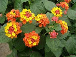 The florida climate is conducive to having wasps around almost year round. Attracting Butterflies To Your Miami Garden The 16 Best Butterfly Attracting Plants For South Florida