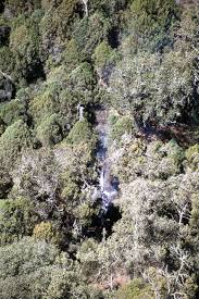 Image result for Lovoa swynnertonii