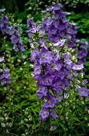 Campanula Latiloba Percy Piper East Facing Garden Plants Purple Garden
