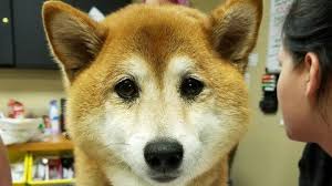 Fundraiser for Daniel Less by Tyler Less : Maiya's Road to Recovery