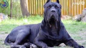 We did not find results for: Ø³Ú¯ Ù‡Ø§ Ø¬Ø¹Ø¨Ù‡