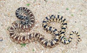 However, in the western united states they are often called gopher snakes. Bullsnake Or Gophersnake What S The Difference If You Re In Arizona You May Be Surprised Rattlesnake Solutions