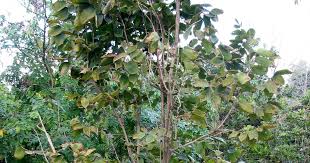 Image result for Markhamia obtusifolia
