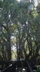 We did not find results for: Wonderboom Fig Tree Info Bild Von Wonderboom Nature Reserve Pretoria Tripadvisor