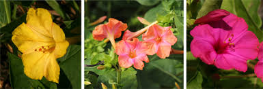 Seeds can germinate in about 5 to 10 days. Four O Clocks Mirabilis Jalapa Wisconsin Horticulture