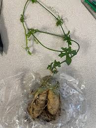 Image result for Kedrostis africana