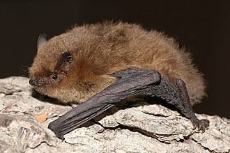 Chiroptera — Wikipédia