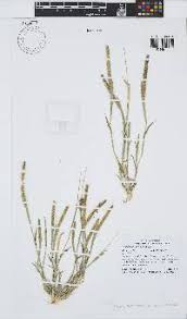 Image result for Tragus pedunculatus