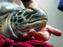 As crush in finding nemo calls it, the eac is a highway that allows sea turtles to cross the southern pacific ocean. Green Sea Turtles Are Becoming Feminized Because Of Climate Change