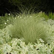 Image result for Miscanthus sinensis