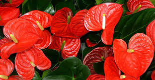 Anthurium Plant Care For Beginners Life S Dirty Clean Easy
