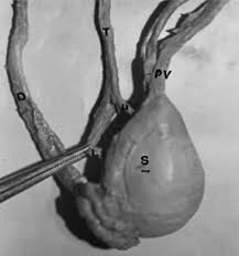 However, the size of the testes decreases with age. Human Testicular Arterial Supply Gross Anatomy Corrosion Cast And Radiologic Study Fertility And Sterility