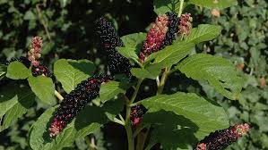 In my region here in belgium we are also growing some edibles. Poisonous Berries Children S Hospital Of Philadelphia