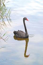 黑天鵝效應（英語： black swan theory或theory of black swan events ）是指極不可能發生，實際上卻又發生的事件。主要具有三大特性： 主要具有三大特性： 這個事件是個 離群值 （ 英語 ： outlier ） ，因為它出現在一般的期望範圍之外，過去的經驗讓人不相信其出現的. ç–'é‡Žè±¬å'¬å™¬é»'å¤©éµå'½å–ªä¸‹ç™½æ³¥ æ±æ–¹æ—¥å ±
