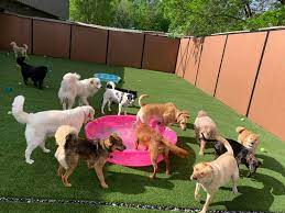 Wiggles and wags pet resort is the perfect blend of home like boarding accommodations, daycare and grooming. Wags And Whiskers Pet Resort Reviews Facebook