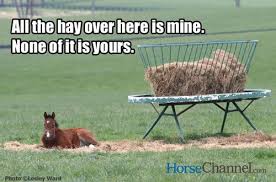 At the olympic games, the horses are certainly not bad, but at smaller competitions, the situation is often quite different because no horse owner wants to lend good horses to mediocre riders. Horse Memes Horse Illustrated