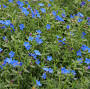 Profile Picture of Lithodora Grace Ward - Bluestone Perennialson Google