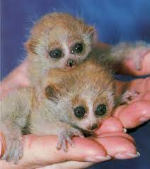 Loris Fact 2 Babies The Weight Of Paperclips Slow Loris Little Fireface Project