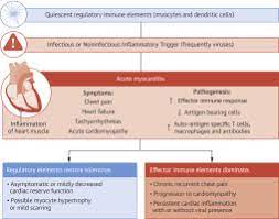 Myocarditis can also cause heart failure due to cardiac arrest or dilated cardiomyopathy. The Quest For New Approaches In Myocarditis And Inflammatory Cardiomyopathy Sciencedirect
