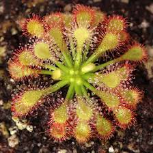 Image result for Drosera