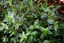 Image result for Acalypha paucifolia