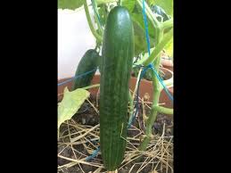 Salatalik Cimlendirme Sonrasi Ekimi Bakimi Ve Ipe Sarimi Youtube In 2020 Make It Yourself Howto