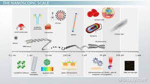 Comparatively, the largest and most complex virus currently known to man is the giant mimivirus, which has a total particle diameter, of which includes the fibers that extend out from the capsid, of approximately 750 nm. Nanometers Definition Symbol Video Lesson Transcript Study Com