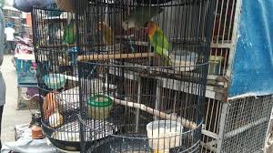 Ternak lovebird memang menyenangkan karena burungnya yang lucu dan warnanya yang indah. Harga Love Bird Jadi Murah Di Pasar Hewan Jatinegara Tribun Jakarta