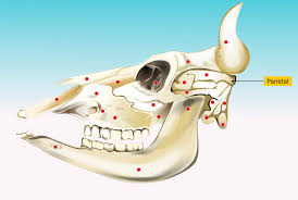 Image result for Parietal Bone