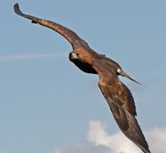 everything you wanted to know about the golden eagle eagle in flight golden eagle in flight eagle photos