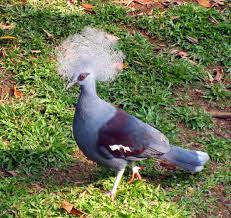Western Crowned Pigeon Wikipedia Crested Pigeon Pigeon Beautiful Birds