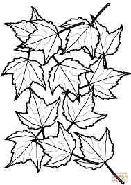 The spruce / wenjia tang take a break and have some fun with this collection of free, printable co. Autumn Maple Leaves Coloring Page Free Printable Coloring Pages Coloring Pages