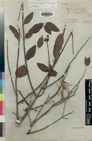 Image result for Plicosepalus sagittifolius