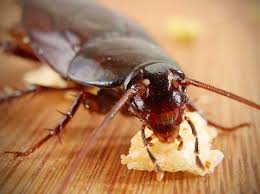 Few pests produce the feelings of disgust that cockroaches do. How To Get Rid Of Cockroaches