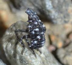 Image result for Scleria delicatula