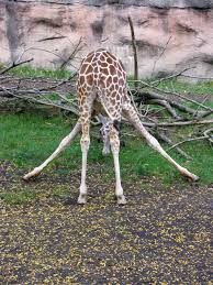 What is the giraffe's favorite tree to eat? Giraffe Eating Grass Free Image Peakpx