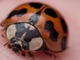 The asian lady beetle is a sneaky pest. Learn To Tell The Difference Between Ladybugs And Asian Lady Beetles
