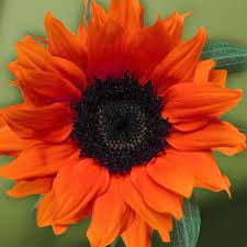 Photography Of Flowers Orange Sunflowers Pink Sunflowers Flowers Photography