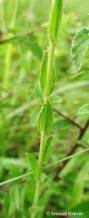Image result for Limeum viscosum