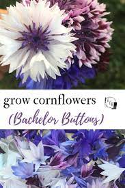 Grow Bachelor Buttons Cornflowers Family Food Garden Bachelor Button Flowers Flower Garden Care Bachelor Buttons